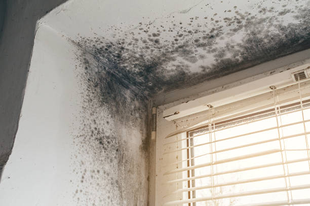 Affordable Mold Cleanup solutions in Grand Rapids, MI